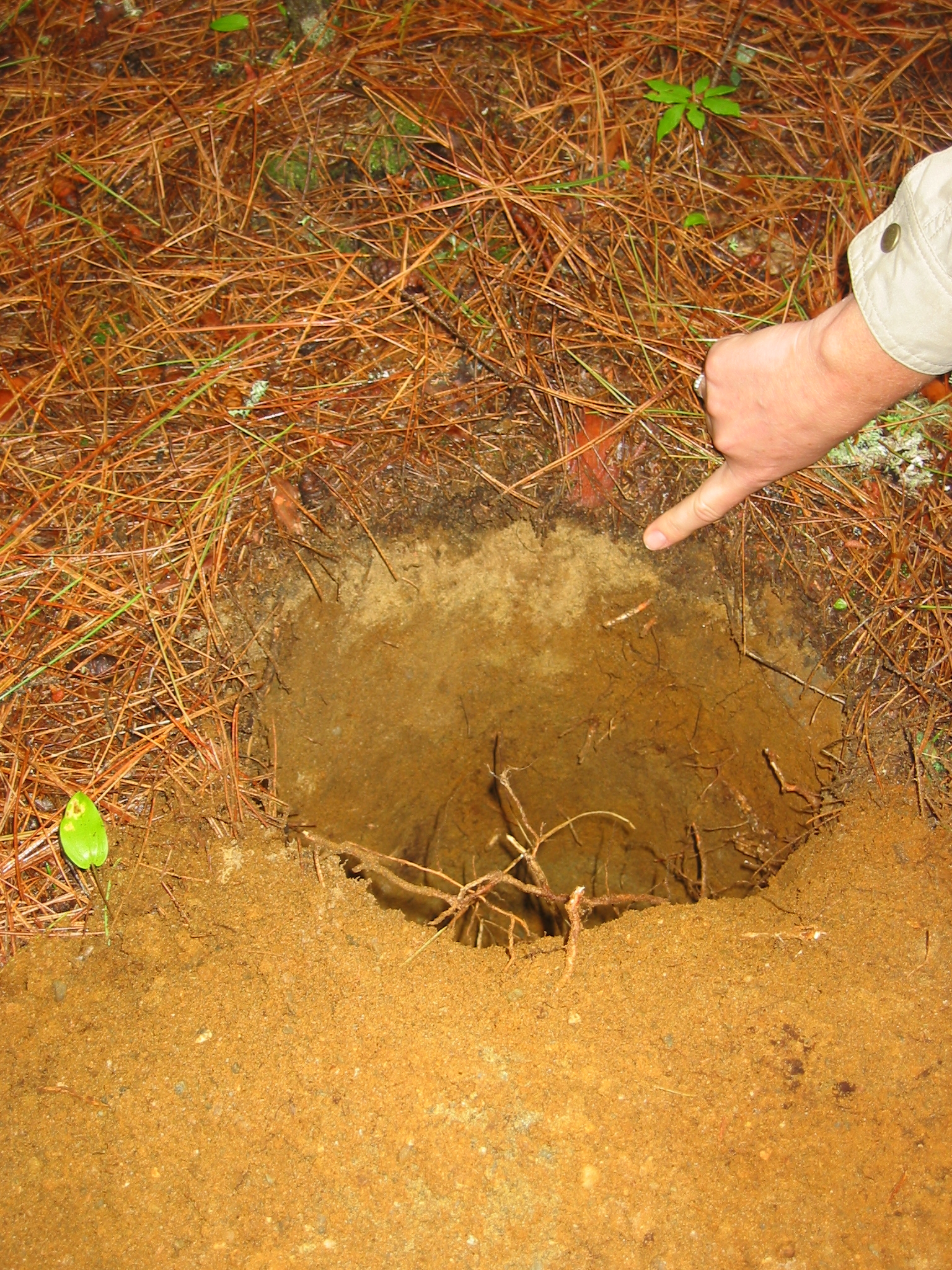 Soil with root