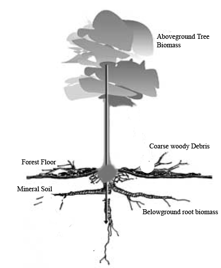Carbon tree figure