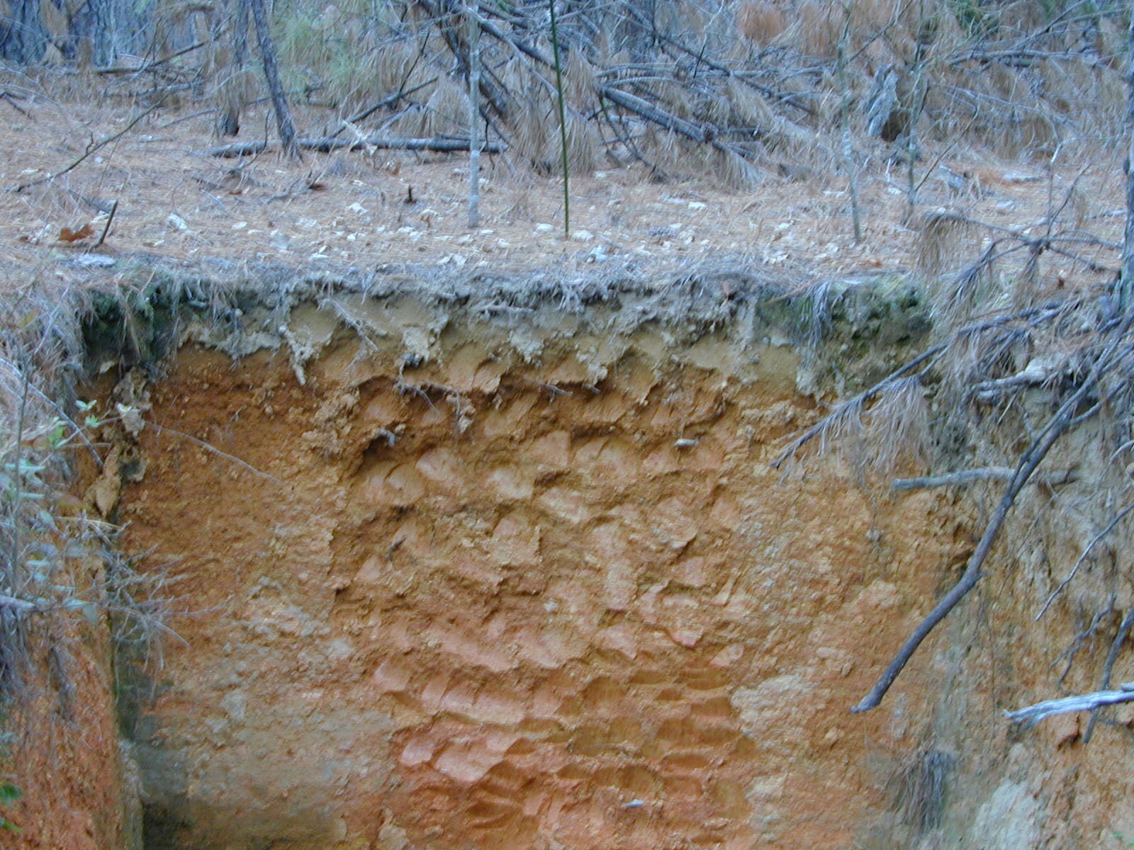 Soil profile calhoun